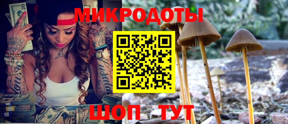 Галлюциногенные грибы Psilocybe Мичуринск